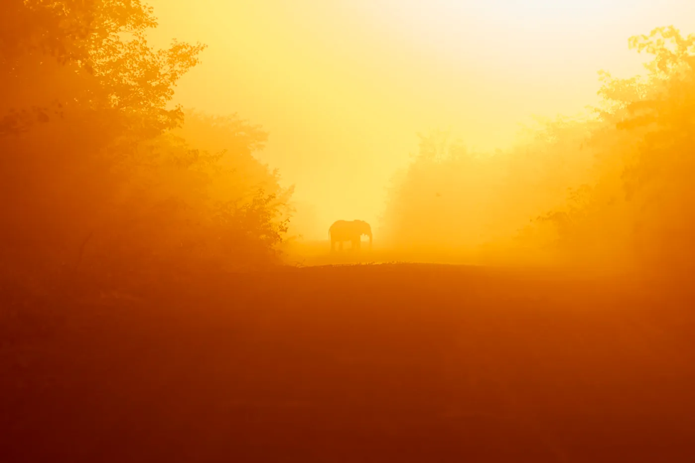 Elephant silhouette golden dust dawn
