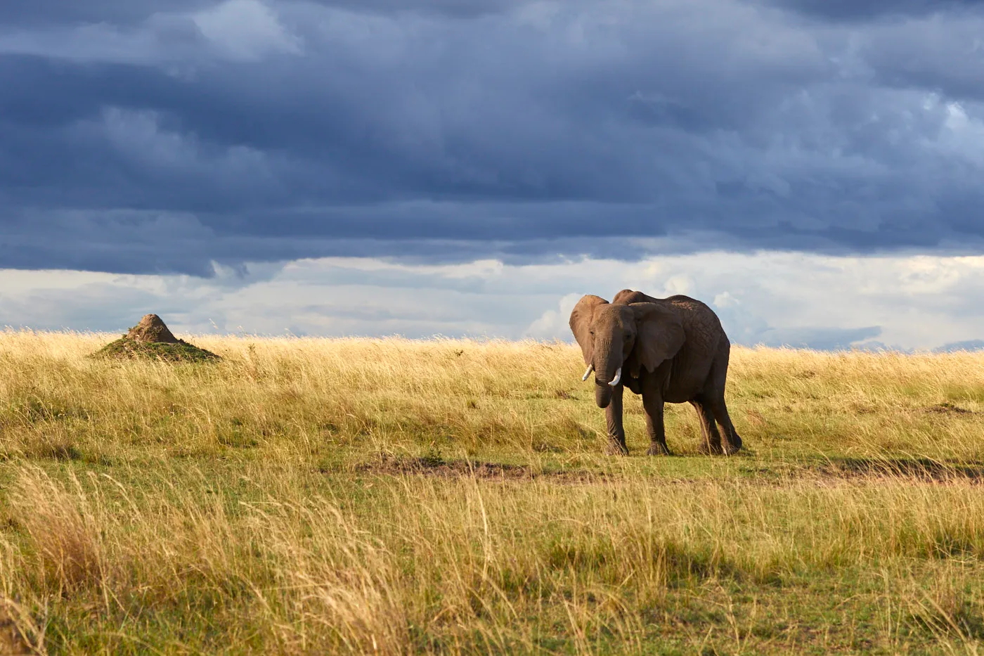 Elephant termite mound storm sky