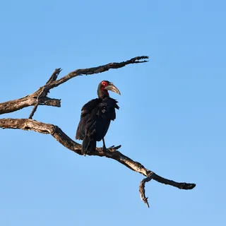 Ground hornbill perched dead tree