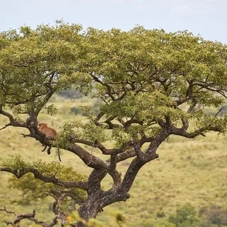 Leopard resting in tree savanna