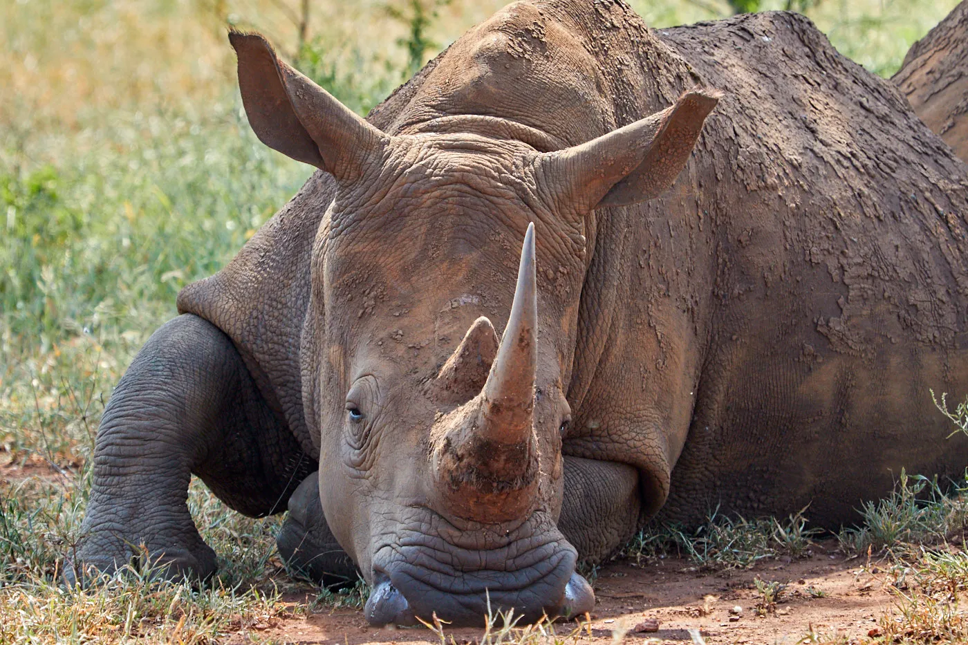 White rhino resting close up