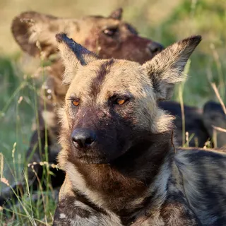 Wild dog pack resting alert
